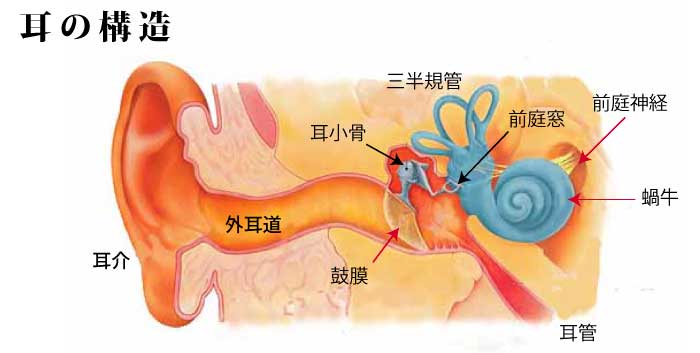 めまい冬虫夏草＿耳の構造