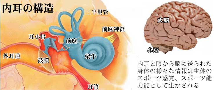 耳鳴りの伝達構造