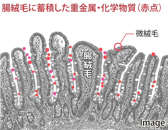 腸絨毛