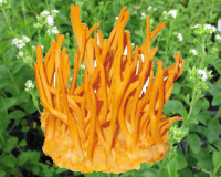 冬虫夏草