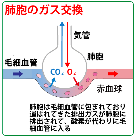 肺胞メカニズム