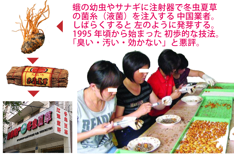 冬虫夏草５０００年＿冬虫夏草の生産