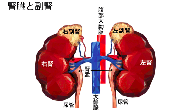 實成の原因となる副腎の位置