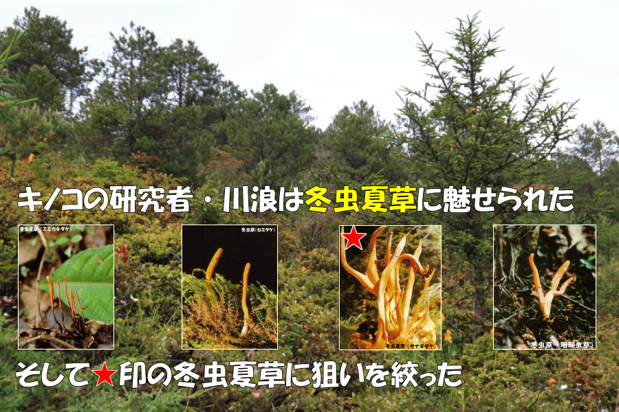 冬虫夏草５０００年＿川浪