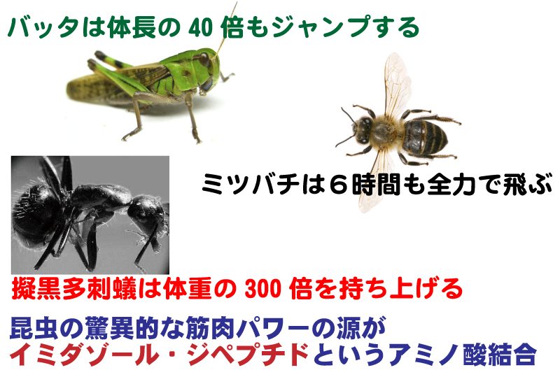 昆虫の能力