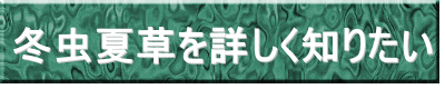 冬虫夏草を詳しく知りたい 