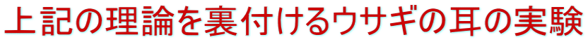 上記の理論を裏付けるウサギの耳の実験