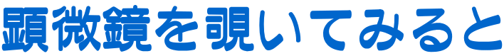 顕微鏡を覗いてみると