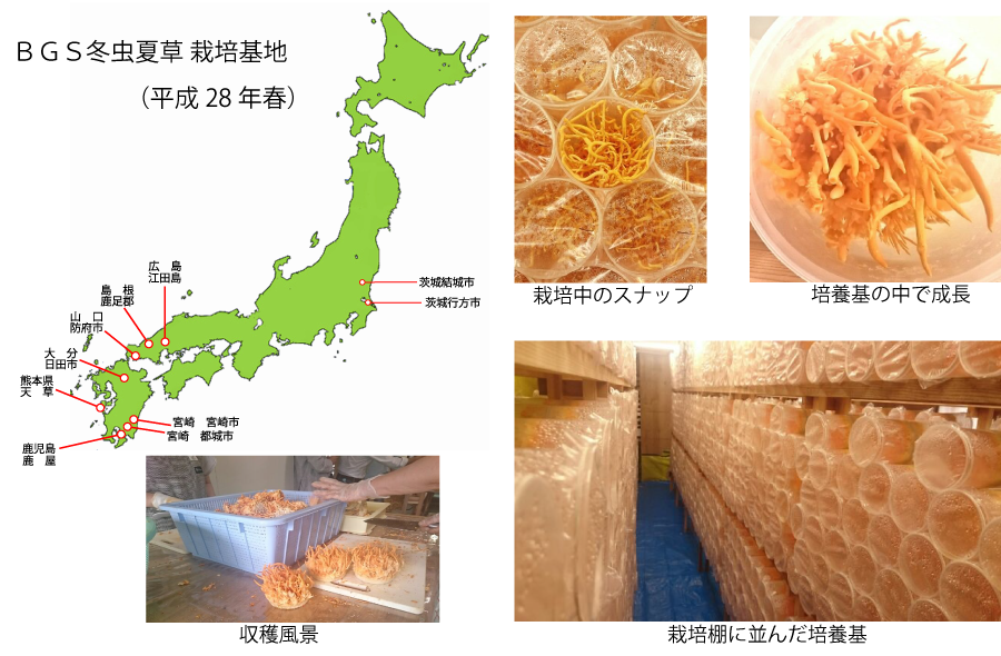 冬虫夏草の栽培マップ