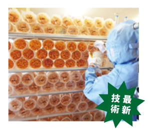冬虫夏草の栽培