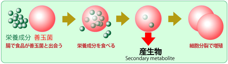 二次代謝産生物