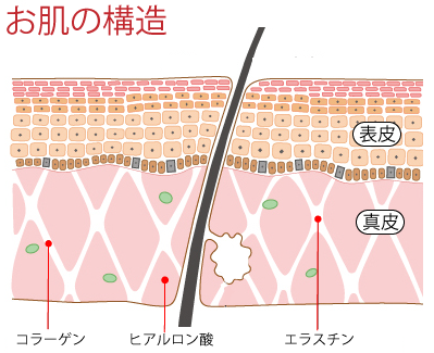 皮膚構造