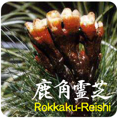 鹿角霊芝
