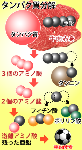 亜鉛の消化