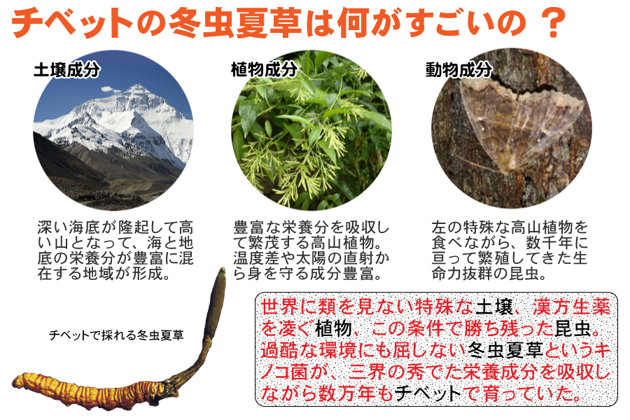 冬虫夏草５０００年＿チベットの環境