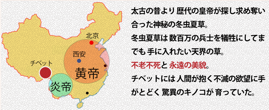 冬虫夏草５０００年＿チベット冬虫夏草