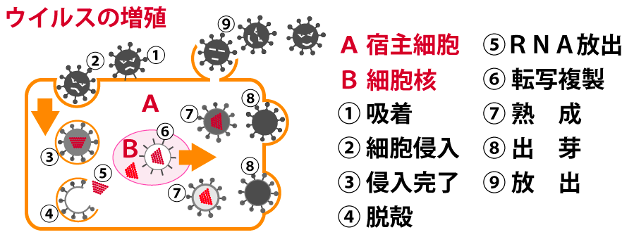 ウイルス感染