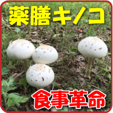 薬膳キノコ